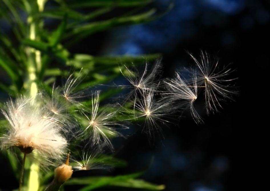 2011 07 26 IMG 34484e